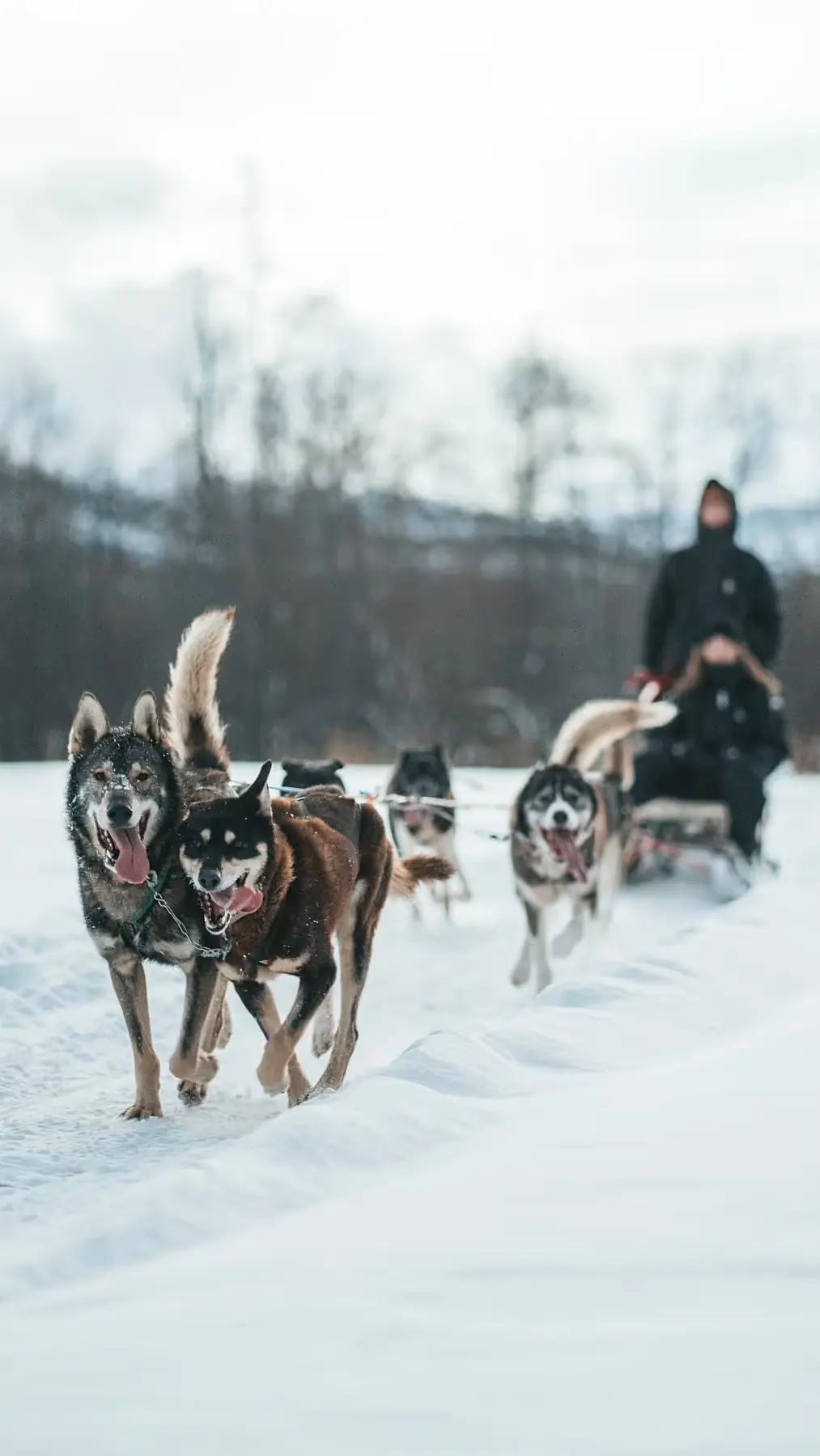 Os cães correndo na neve, com um casal no trenó logo atrás.