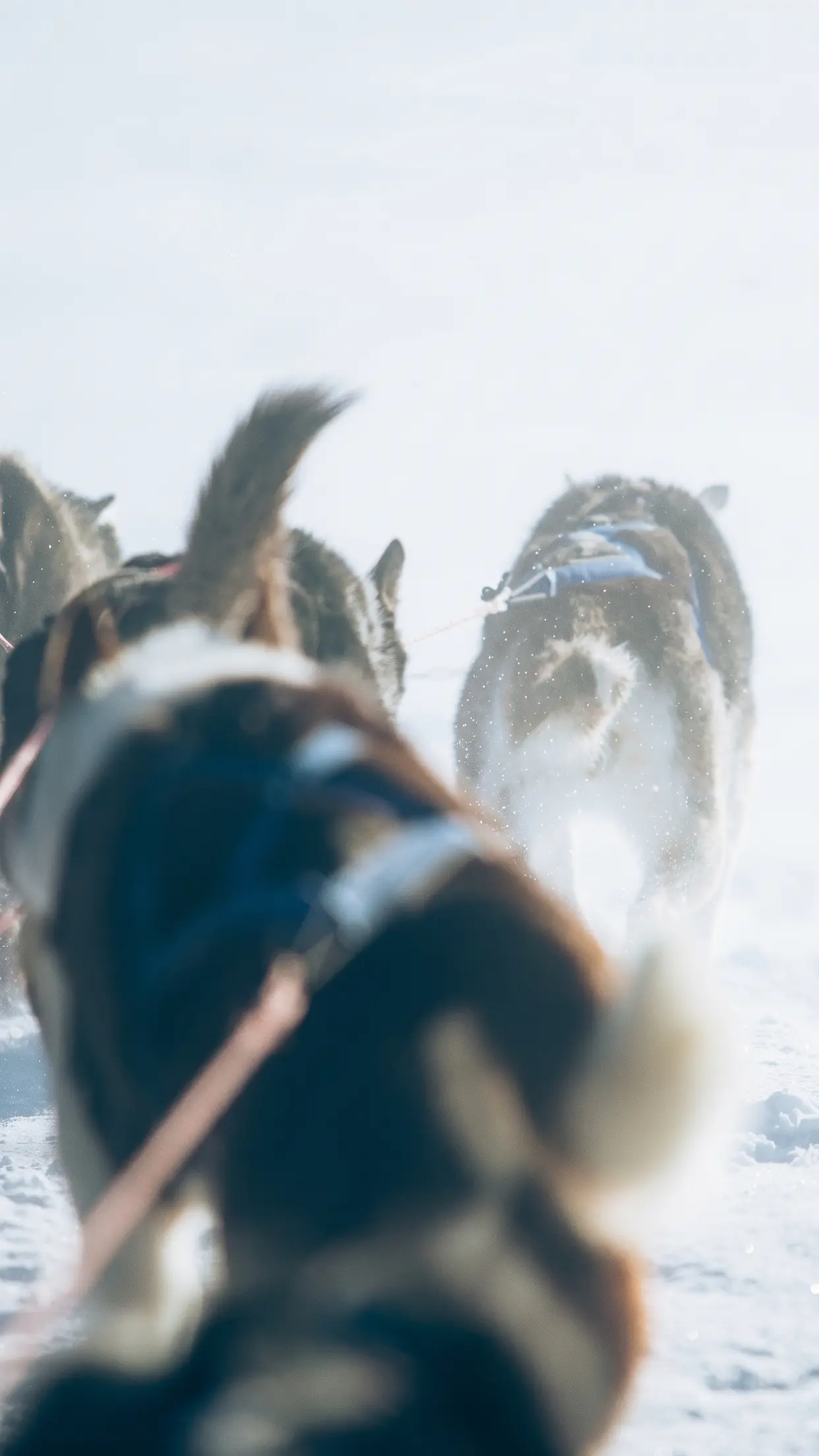 Cães puxando o trenó na neve, vistos de dentro do trenó.