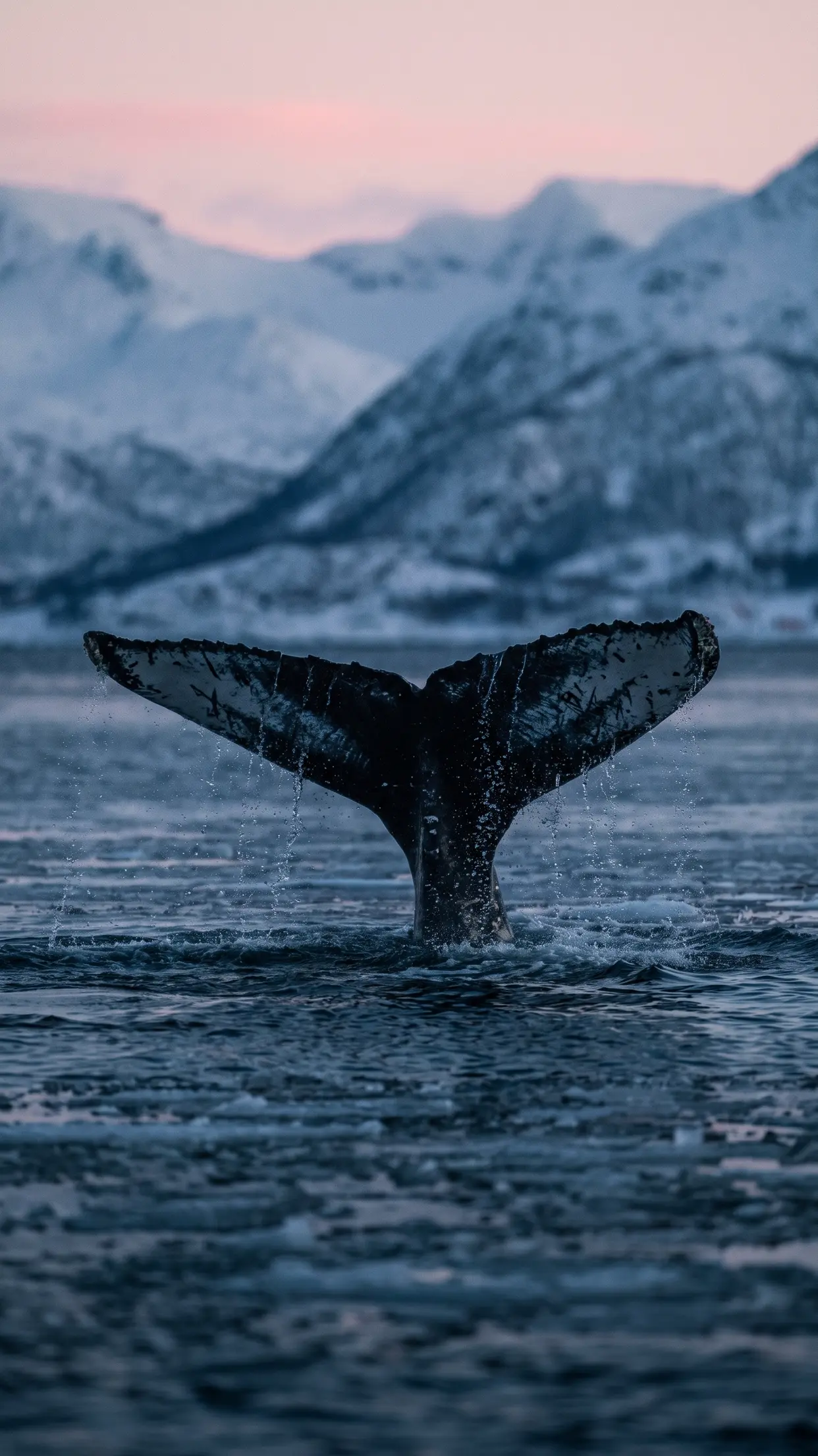 A cauda de uma jubarte mergulhando no mar escuro da noite polar.