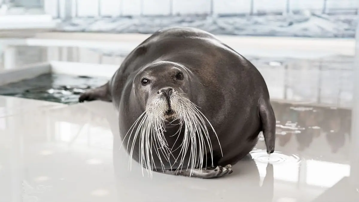 Uma foca-barbuda da Polaria, de bigodes longos, deitada na beira do tanque.