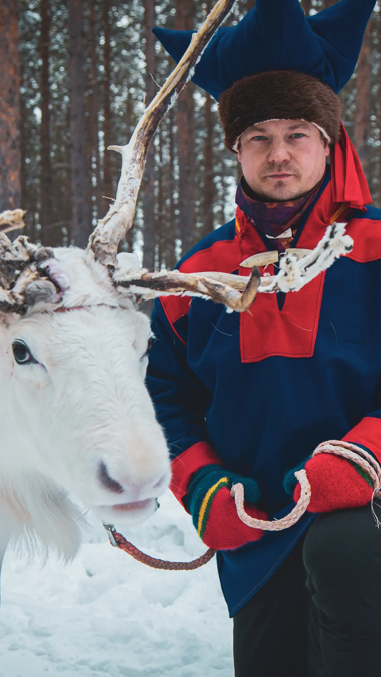 Um anfitrião sámi em traje tradicional ao lado de uma rena branca, na floresta com neve.